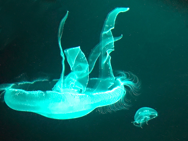 jellyfish at Sea Life Aquarium